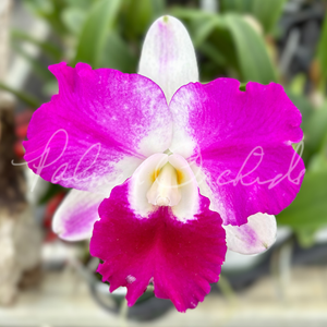 Rlc. Chief Gila — Palmer Orchids